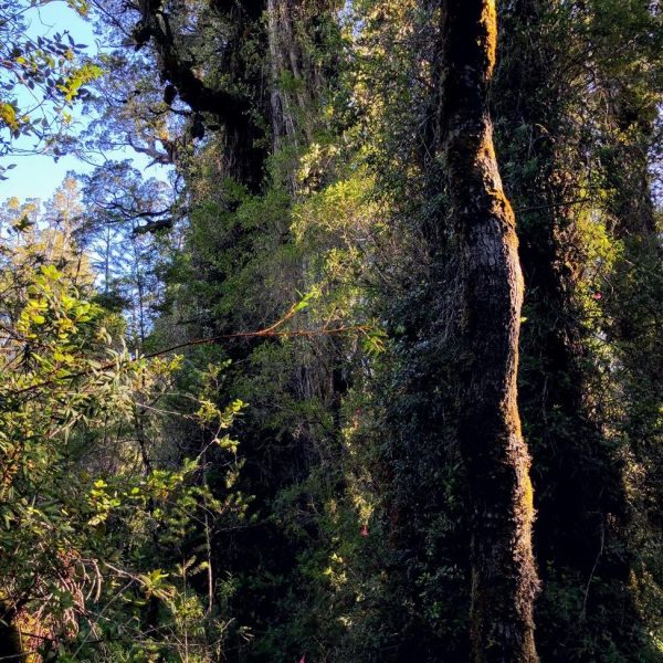 Alerces milenarios selva valdiviana