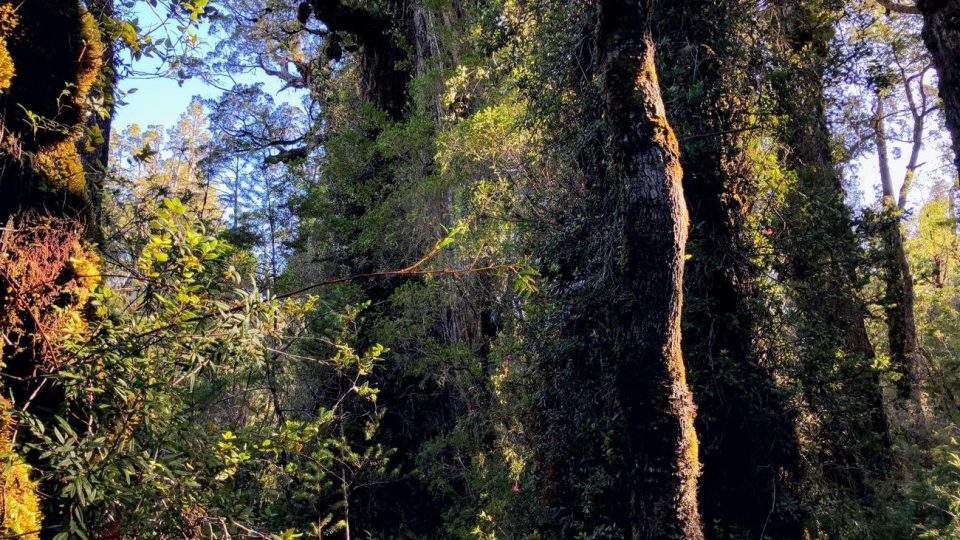 Alerces milenarios selva valdiviana