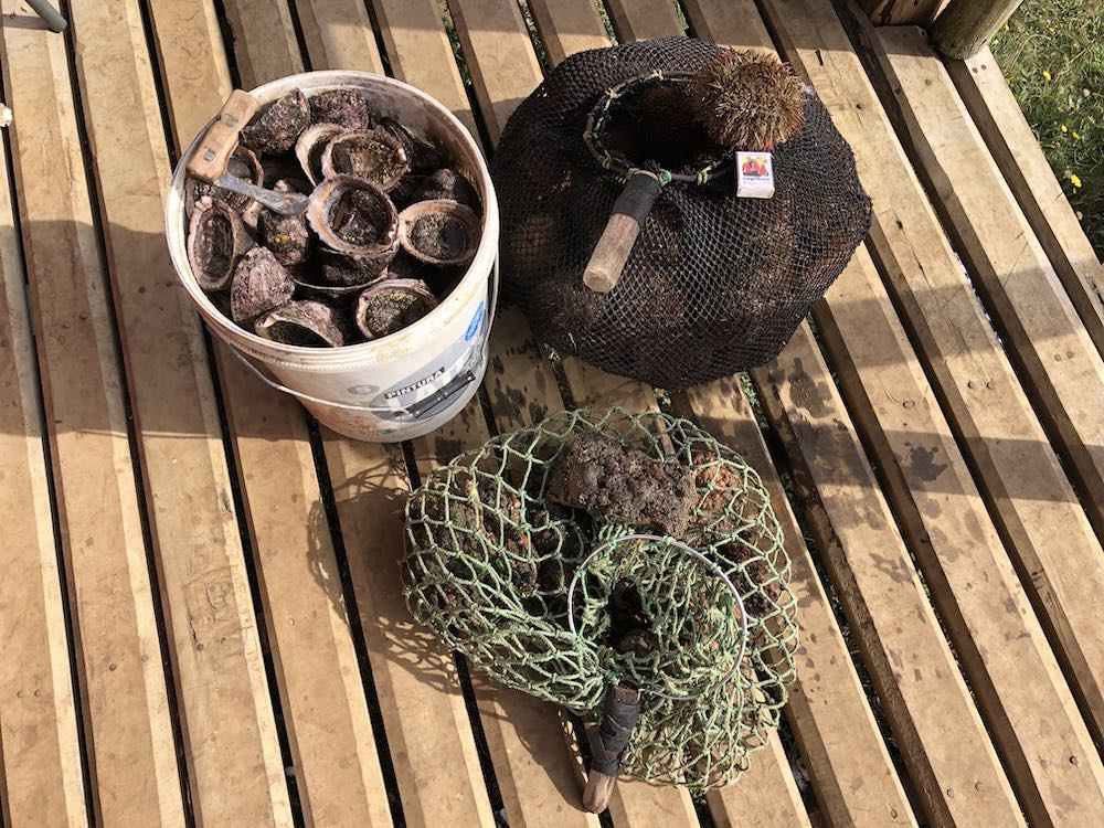 Piure-locos-y-erizos-frescos