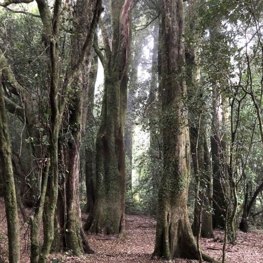 Tour Punta Curiñanco, conoce un bosque sagrado ancestral
