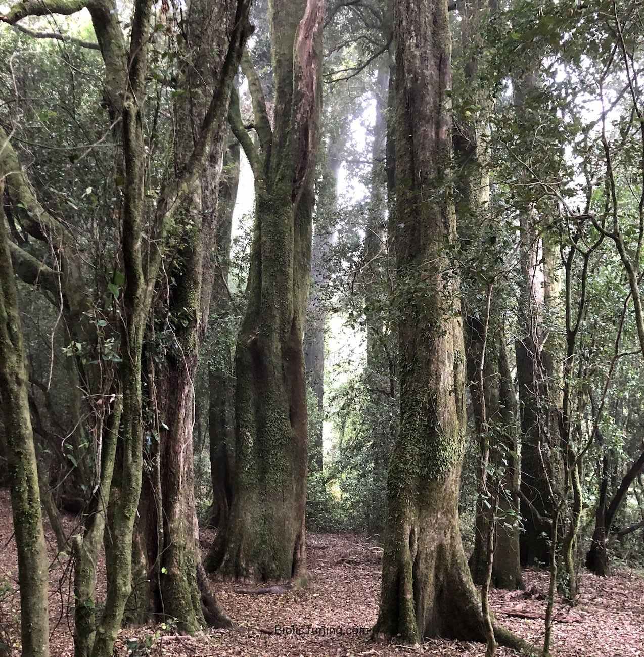Bosque de Olivillos en punta curiñanco