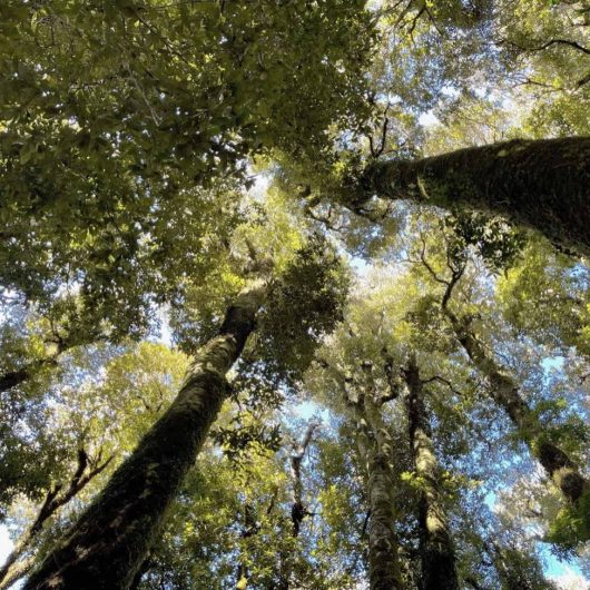 Valdivian primary forest tour